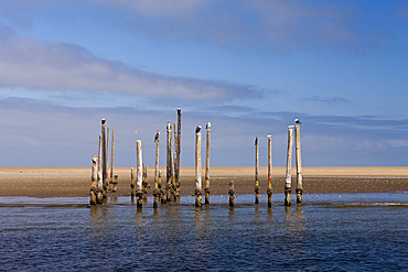 Seabirds resting on old Pier, Phalacrocorax lucidus, Walvis Bay, Namibia