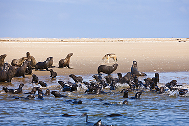 Cape Fur Seals, Arctocephalus pusillus, Walvis Bay, Namibia