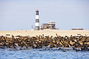 Cape Fur Seals, Arctocephalus pusillus, Walvis Bay, Namibia