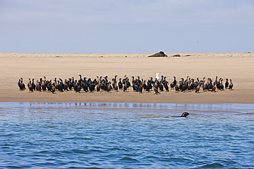 Cape Cormorant resting on Sandbank, Phalacrocorax carpensis, Walvis Bay, Namibia