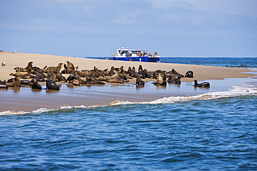 Cape Fur Seals, Arctocephalus pusillus, Walvis Bay, Namibia