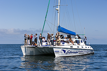 Tourists during Dolphin watching tour, Walvis Bay, Namibia