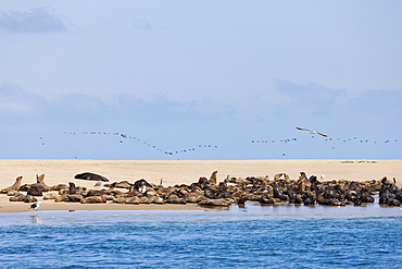 Cape Fur Seals, Arctocephalus pusillus, Walvis Bay, Namibia