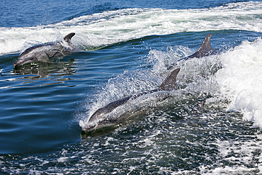 Bottlenose Dolphin, Tursiops truncatus, Walvis Bay, Namibia