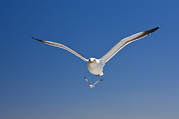 Kelp Gull in Flight, Larus dominicanus, Walvis Bay, Namibia