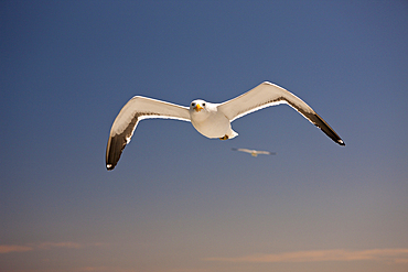 Kelp Gull in Flight, Larus dominicanus, Walvis Bay, Namibia