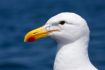 Head of Kelp Gull, Larus dominicanus, Walvis Bay, Namibia