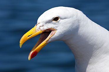 Head of Kelp Gull, Larus dominicanus, Walvis Bay, Namibia