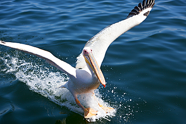 Landing of Great White Pelican, Pelecanus onocrotalus, Walvis Bay, Namibia