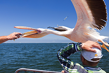 Feeding Great White Pelicans, Pelecanus onocrotalus, Walvis Bay, Namibia