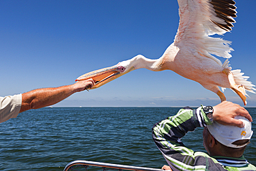 Feeding Great White Pelicans, Pelecanus onocrotalus, Walvis Bay, Namibia