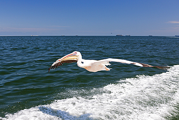 Great White Pelican in Flight, Pelecanus onocrotalus, Walvis Bay, Namibia