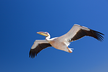 Great White Pelican in Flight, Pelecanus onocrotalus, Walvis Bay, Namibia