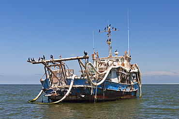 Cape Cormorant resting on Wreck, Phalacrocorax carpensis, Walvis Bay, Namibia