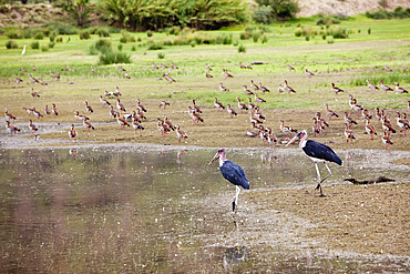 Two Marabu Storks, Leptoptilos crumeniferus, Namibia