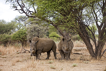 White Rhinoceros, Cerathotherium simum, Namibia