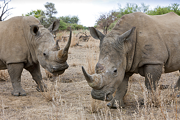 White Rhinoceros, Cerathotherium simum, Namibia