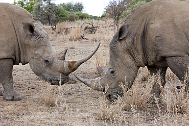 White Rhinoceros, Cerathotherium simum, Namibia