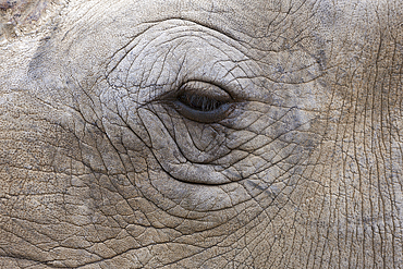 Eye of White Rhinoceros, Cerathotherium simum, Namibia