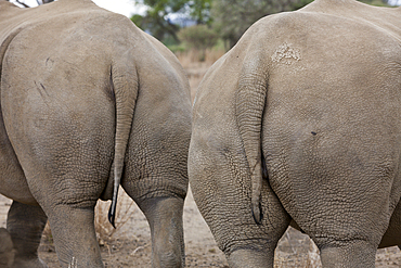 Rear View of White Rhinoceros, Cerathotherium simum, Namibia