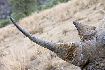 Horns of White Rhinoceros, Cerathotherium simum, Namibia