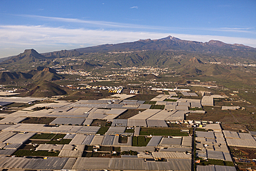 Plantations in South of Tenerife, Tenerife, Canary Islands, Spain