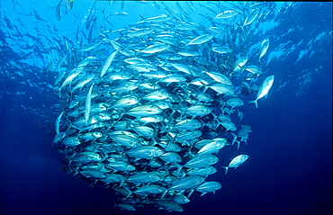 Bigeye trevally, Caranx sexfasciatus, Maldives Island, Indian Ocean, Ari Atol, Maayafushi