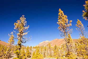 Hiking Tour to Paisaje Lunar near Vilaflor, Tenerife, Canary Islands, Spain