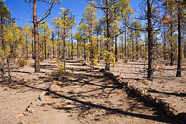 Hiking Tour to Paisaje Lunar near Vilaflor, Tenerife, Canary Islands, Spain