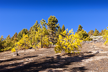 Black Moonlandscape at Teide National Park, Tenerife, Canary Islands, Spain