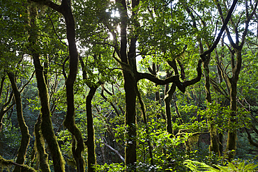 Laurel Cloud Forest in Anaga Mountains, Tenerife, Canary Islands, Spain