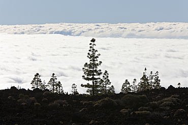 Cloud Cover below Teide National Park Area, Tenerife, Canary Islands, Spain