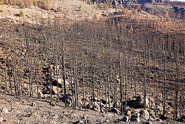 Black Canary Pines after Forest Fire in Teide National Park Area, Tenerife, Canary Islands, Spain