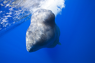 Sperm Whale, Physeter macrocephalus, Tenerife, Canary Islands, Spain