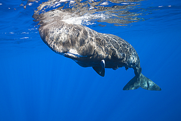 Sperm Whale, Physeter macrocephalus, Tenerife, Canary Islands, Spain