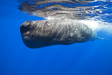 Sperm Whale, Physeter macrocephalus, Tenerife, Canary Islands, Spain