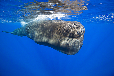 Sperm Whale, Physeter macrocephalus, Tenerife, Canary Islands, Spain