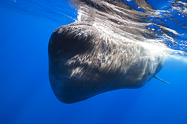 Sperm Whale, Physeter macrocephalus, Tenerife, Canary Islands, Spain