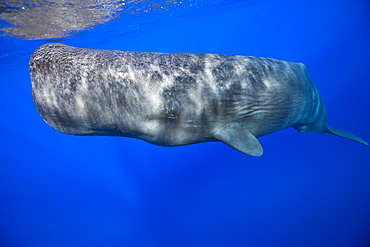 Sperm Whale, Physeter macrocephalus, Tenerife, Canary Islands, Spain