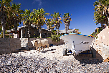 Cattle at Beach of Cabo Pulmo, Bos primigenius, Cabo Pulmo National Park, Baja California Sur, Mexico