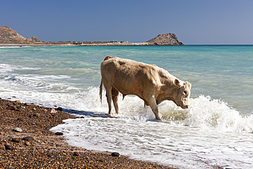 Cattle at Beach of Cabo Pulmo, Bos primigenius, Cabo Pulmo National Park, Baja California Sur, Mexico