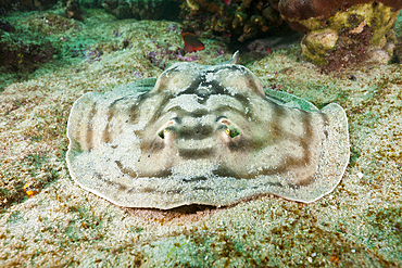 Reticulated Round Ray, Urobatis concentricus, Cabo Pulmo Marine National Park, Baja California Sur, Mexico