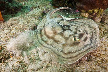 Reticulated Round Ray, Urobatis concentricus, Cabo Pulmo Marine National Park, Baja California Sur, Mexico