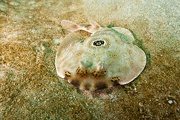 Ocellated Electric Ray, Diplobatis ommata, Cabo Pulmo Marine National Park, Baja California Sur, Mexico