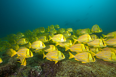 Shoal of Panamic Porkfish, Anisotremus taeniatus, Cabo Pulmo Marine National Park, Baja California Sur, Mexico