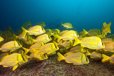 Shoal of Panamic Porkfish, Anisotremus taeniatus, Cabo Pulmo Marine National Park, Baja California Sur, Mexico