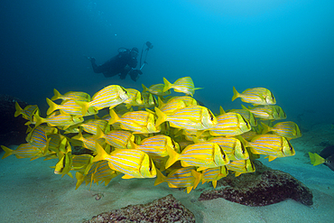 Shoal of Panamic Porkfish, Anisotremus taeniatus, Cabo Pulmo Marine National Park, Baja California Sur, Mexico