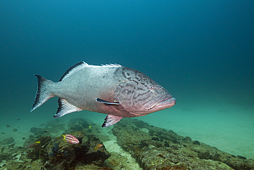 Pacific Goliath Grouper, Epinephelus quinquefasciatus, Cabo Pulmo Marine National Park, Baja California Sur, Mexico