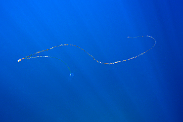 Chain of Salps, Salpa sp., Cabo Pulmo Marine National Park, Baja California Sur, Mexico