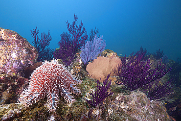 Crown-of-Thorns Starfish on Coral Reef, Acanthaster planci, Cabo Pulmo Marine National Park, Baja California Sur, Mexico